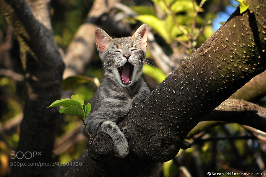 cat photography - Photograph This is my tree! by Zoran Milutinovic on 500px