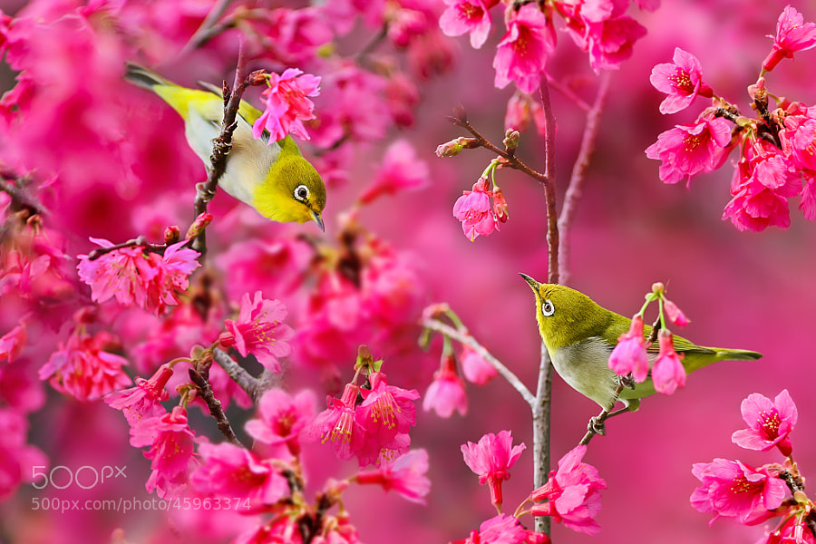 Photograph Spring Melody by Sue Hsu on 500px