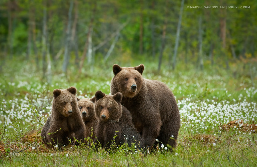 Photograph The Bear Family by Marsel van Oosten on 500px