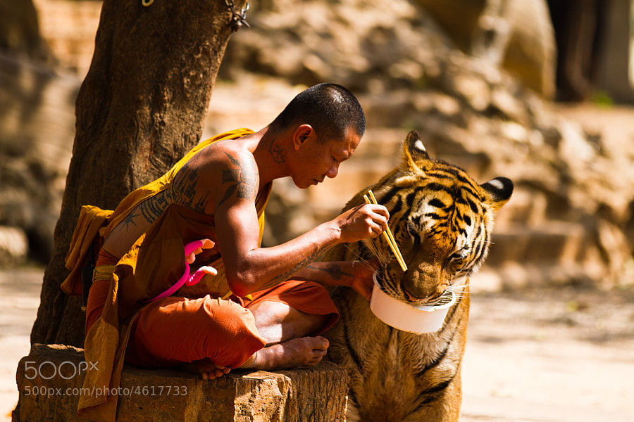 Photograph Monk  and Tiger sharing their meal. by Wojtek Kalka on 500px