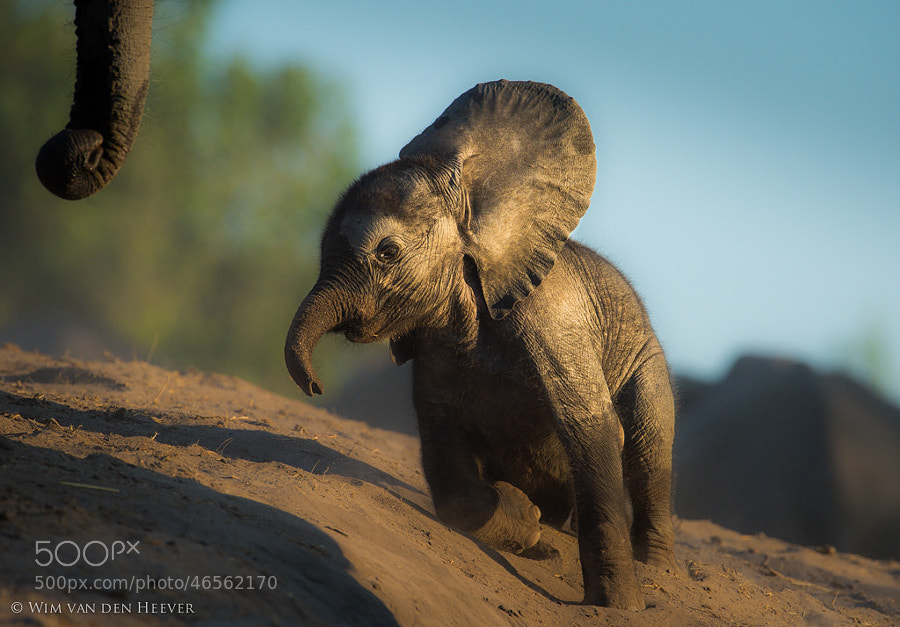 baby elephant - Photograph Help Mom...! by Wim van den Heever on 500px