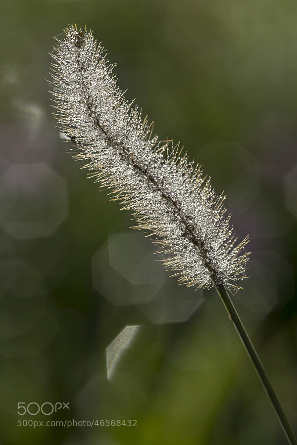 Photograph Dew by Luka Veren on 500px
