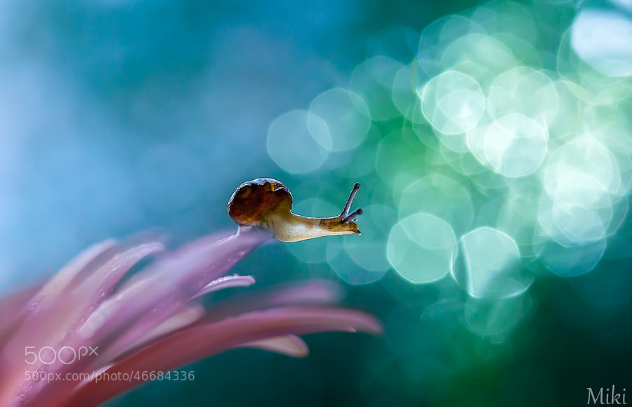 Photograph Look at the world by Miki Asai on 500px