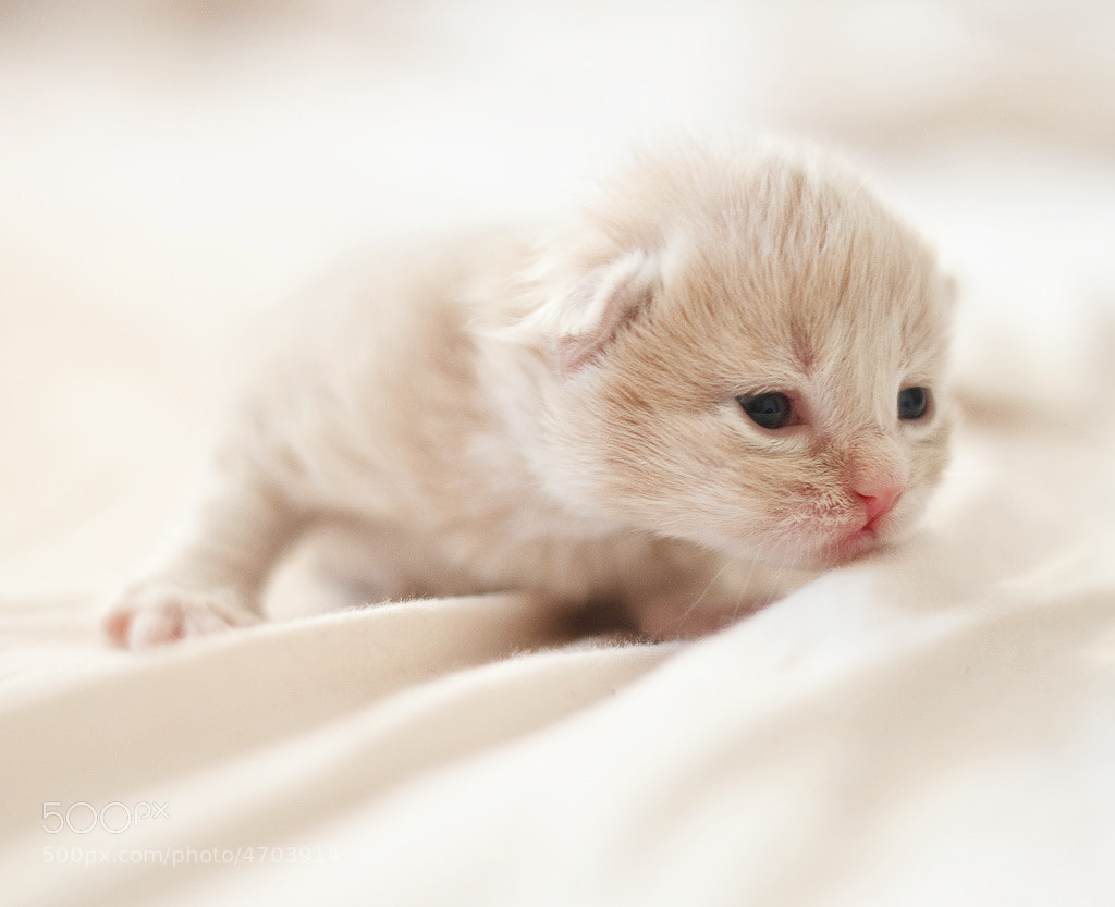 Newborn Kitten by Christian Holmér