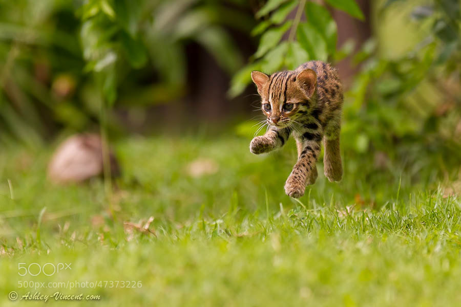 Photograph Levitating Leopard Cat by Ashley Vincent on 500px