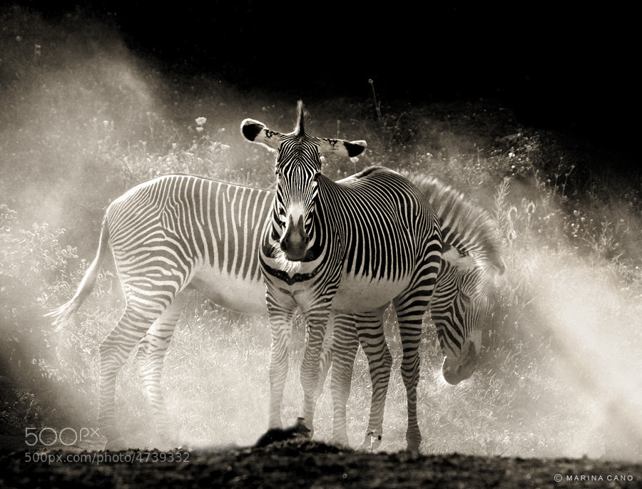 Photograph Safari by Marina Cano on 500px