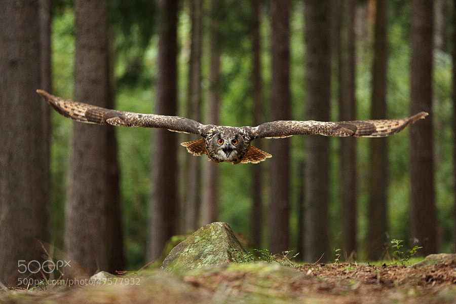 Photograph Air Force made in nature by Jan Drahokoupil on 500px