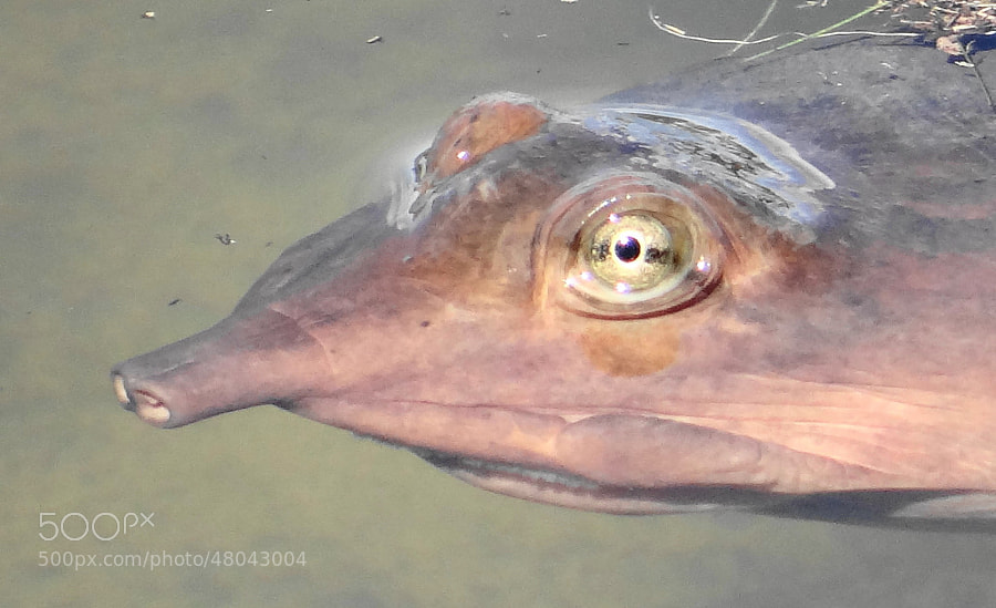 weird animals -Photograph Soft shell turtle by Christine Coleman on 500px
