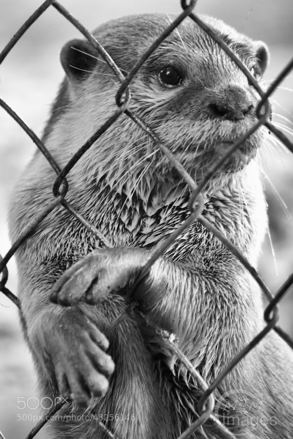 Otter waits for food at the fence