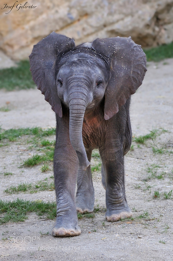 baby elephant - Photograph One Month Old Baby Elephant by Josef Gelernter on 500px