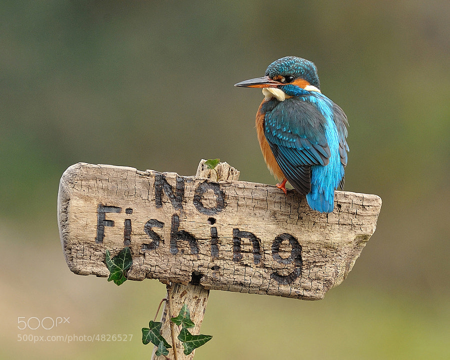 Photograph Kingfisher on Sign by Dean Mason on 500px