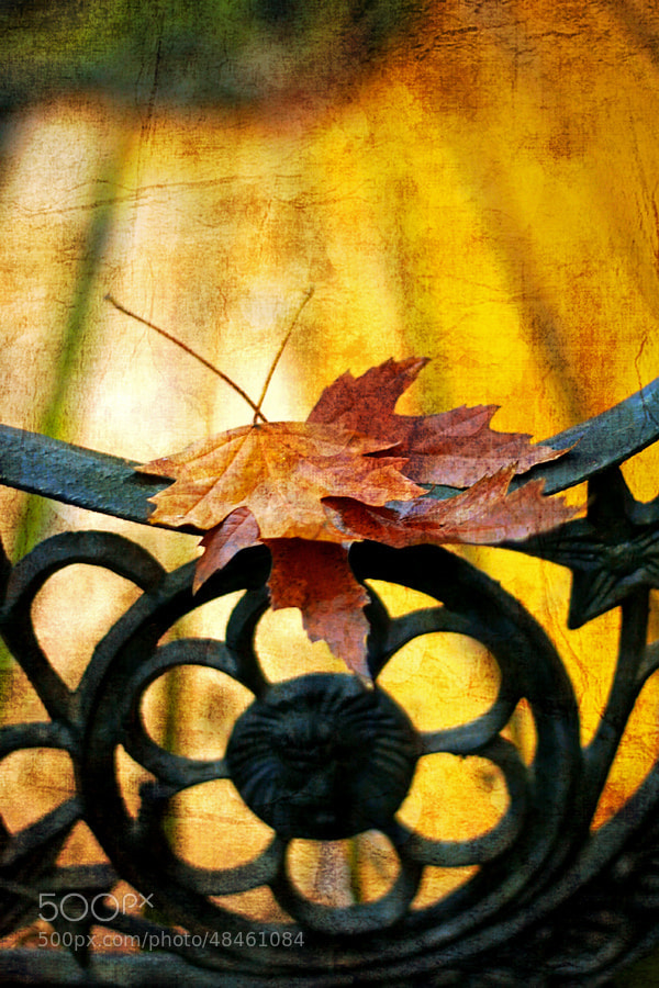 Photograph Autumn leaves by Grazyna Anna Kondracka on 500px