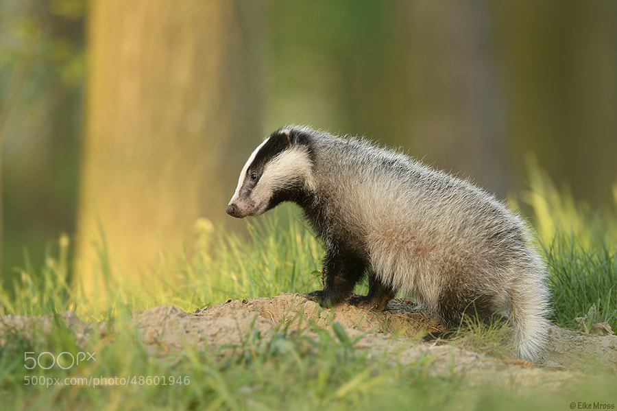 Photograph Baby Badger by Eike Mross on 500px