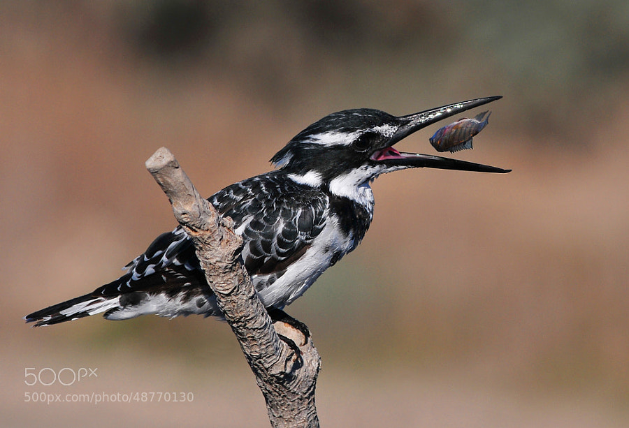 Photograph Pied kingfisher by dorit chaimovski on 500px