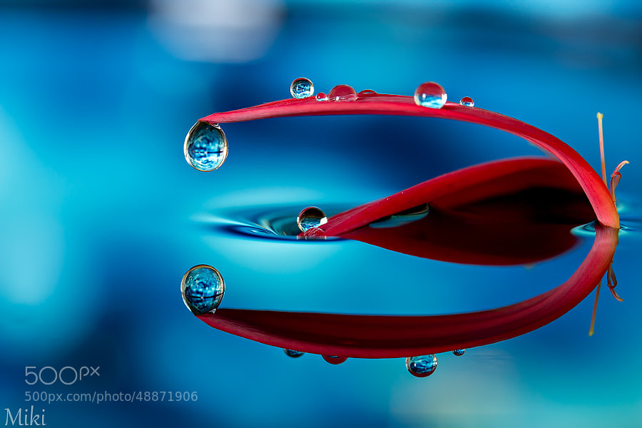 Photograph Abstract Red & Blue by Miki Asai on 500px