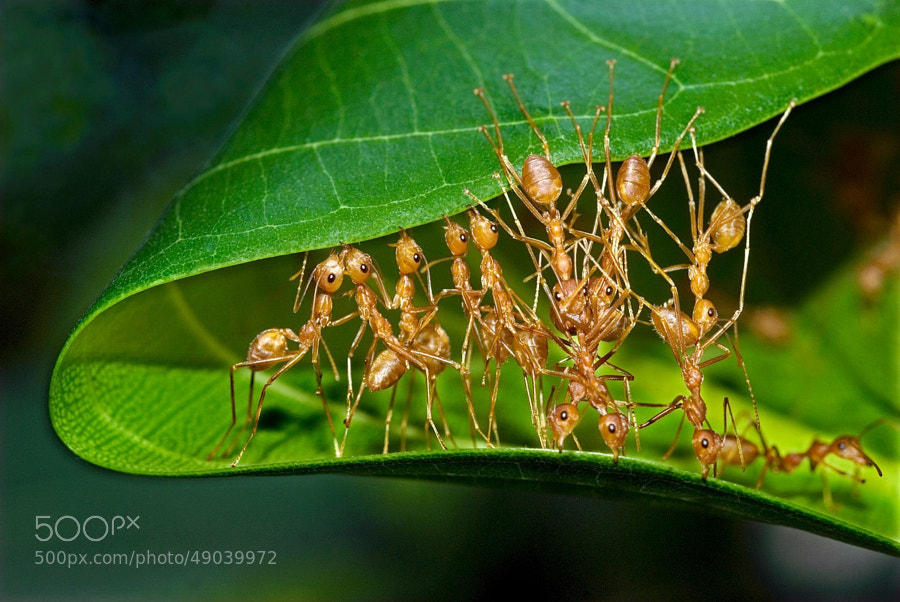 Photograph Weaver ants mending nest_P.Karunakaran by Karunakaran  Parameswaran Pillai on 500px