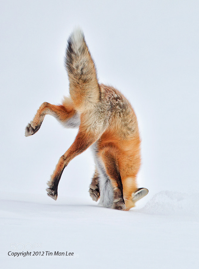 Photograph Ouch my nose! Red Fox Pouncing in Snow by Tin Man on 500px