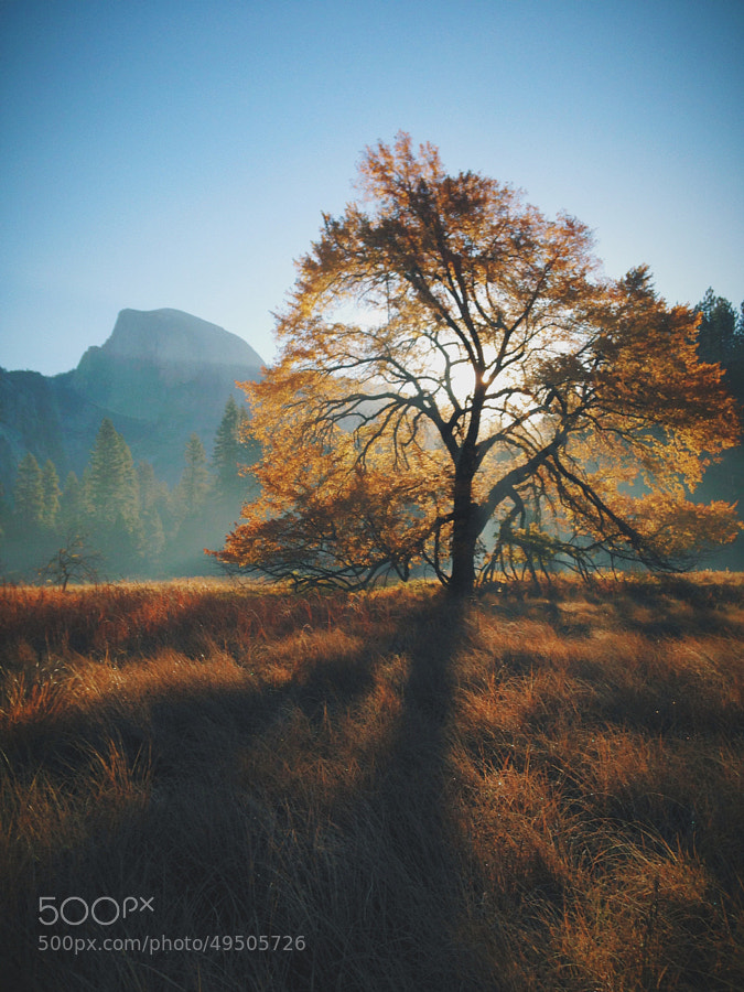 Photograph Autumn Morning, Half Dome, and an Elm Tree by James Forbes on 500px