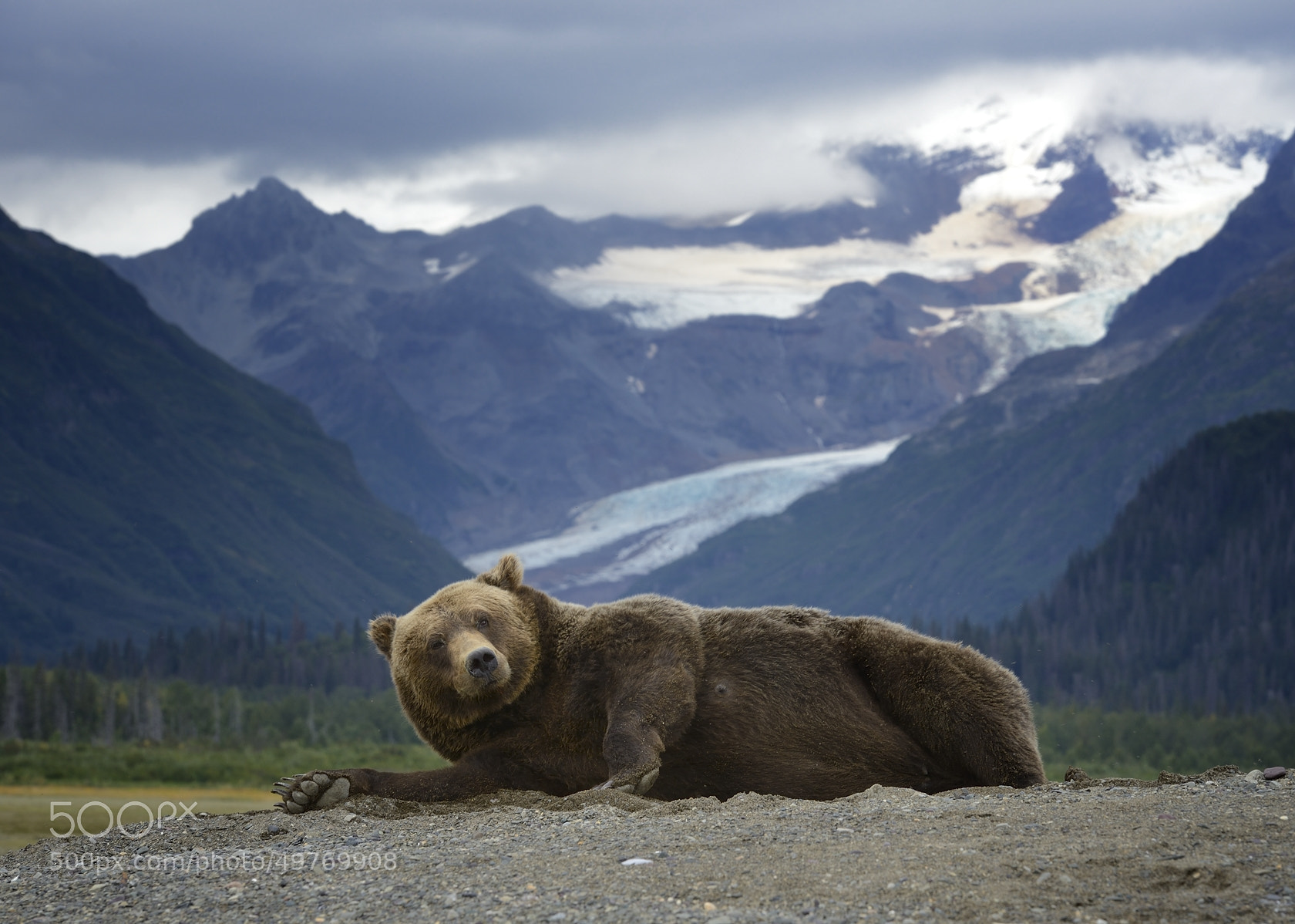 miss alaska grizzly bear brown mother olav thokle mountains