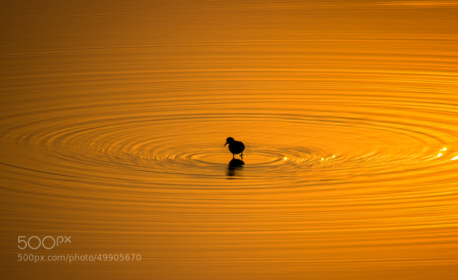 Photograph Bird in Waves by Arun Kumar on 500px