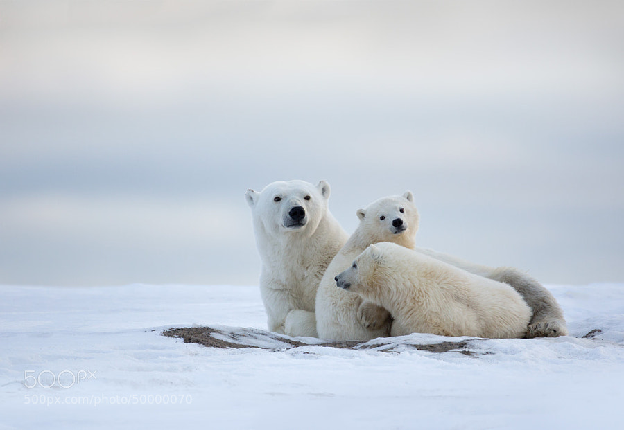 Photograph Polar Bear Family by Matthew Studebaker on 500px