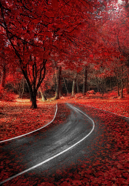 Red Autumn by Alfon No on 500px.com