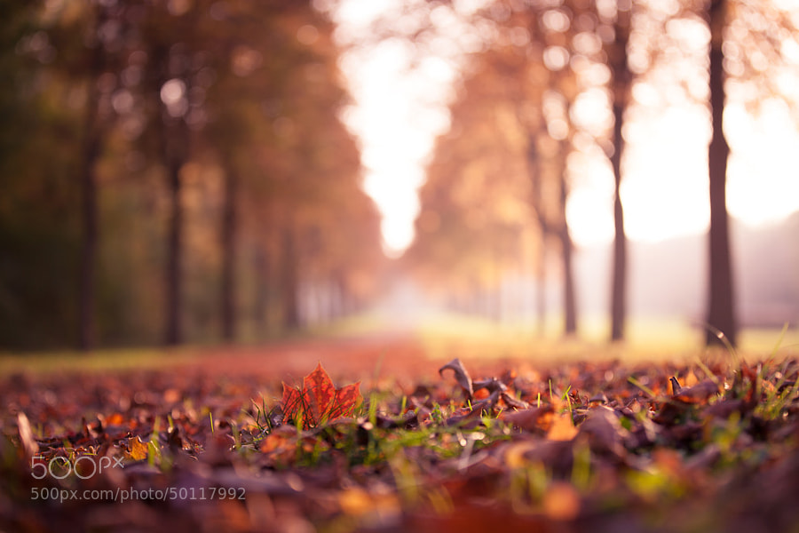 Photograph Autumn leaf by Christopher Radlinger on 500px