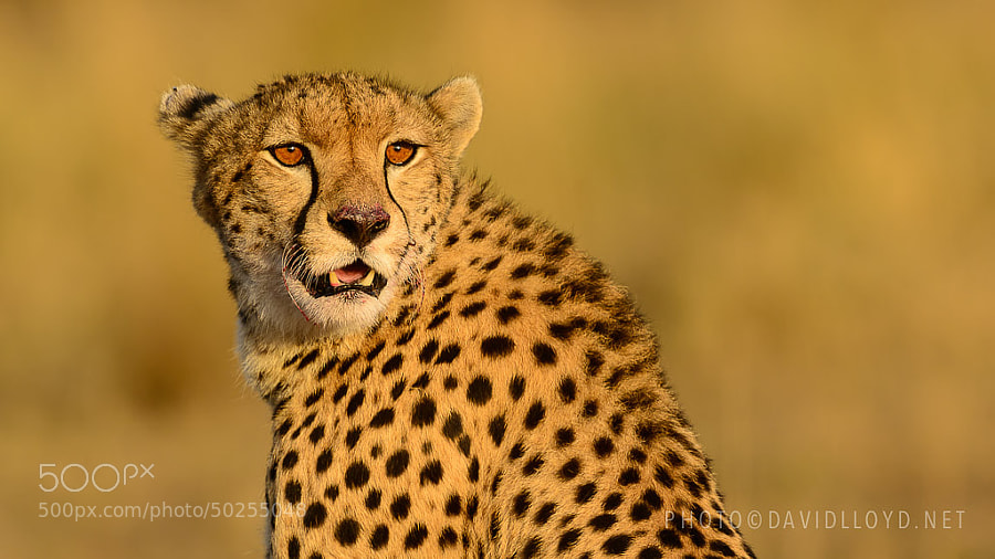 Photograph Cheetah on Sunset by David Lloyd on 500px