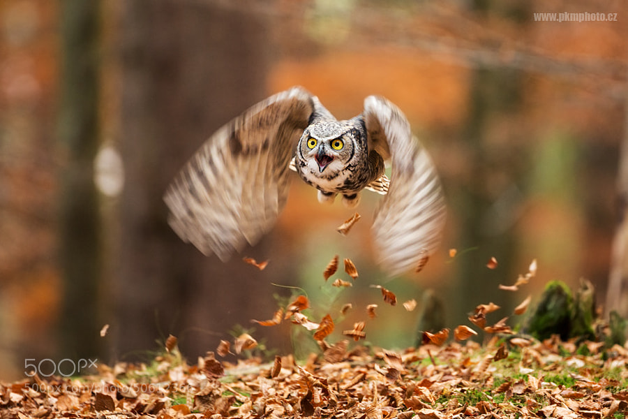 Photograph Great Horned Owl by Peter Krejzl on 500px