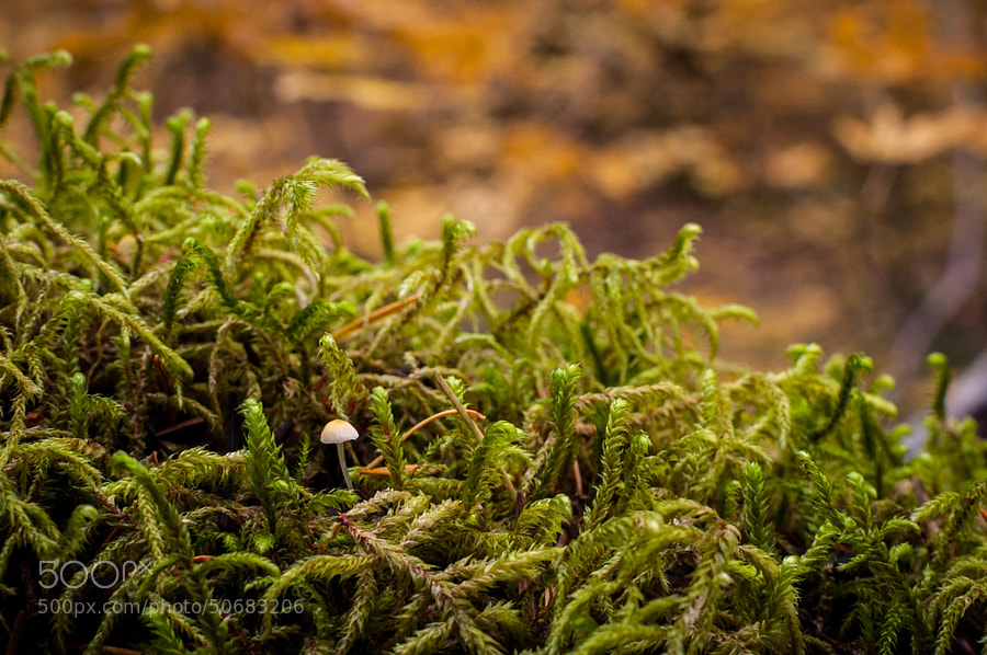Photograph Mushroom and Moss by Jeff Carlson on 500px