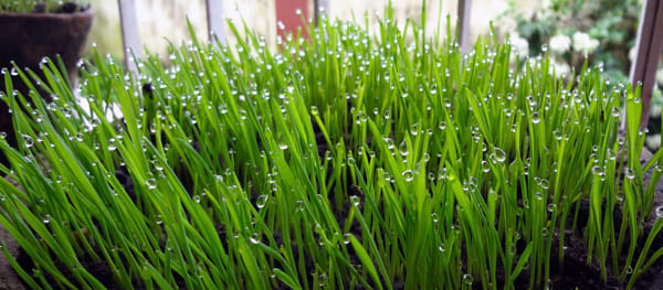 Wheat Grass The Miracle Super Food by Raghavendra Kumar Pande on 500px.com