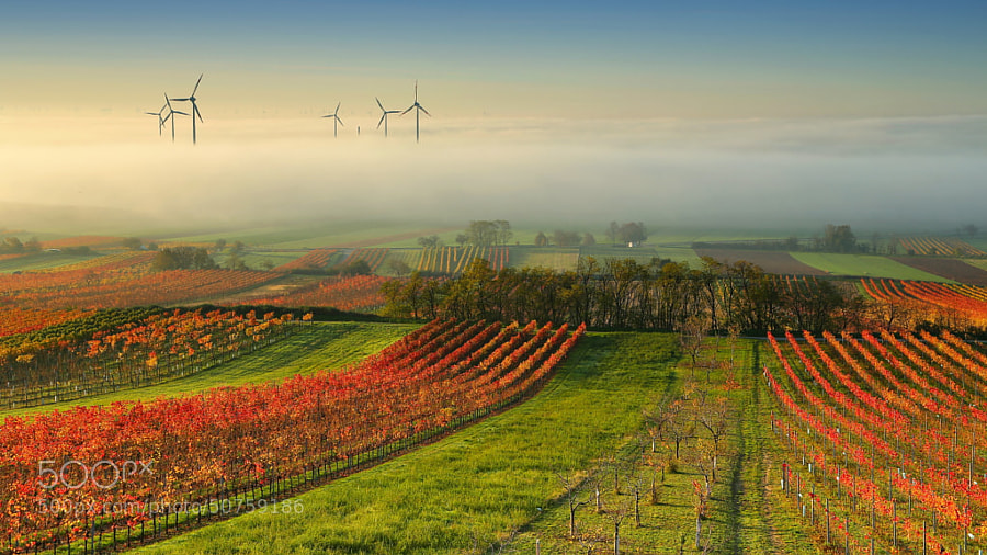 Photograph Wine Country in the mist by Matej Kovac on 500px
