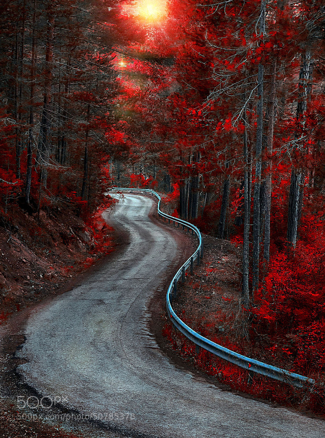 Photograph Red Forest by Alfonso Novillo on 500px