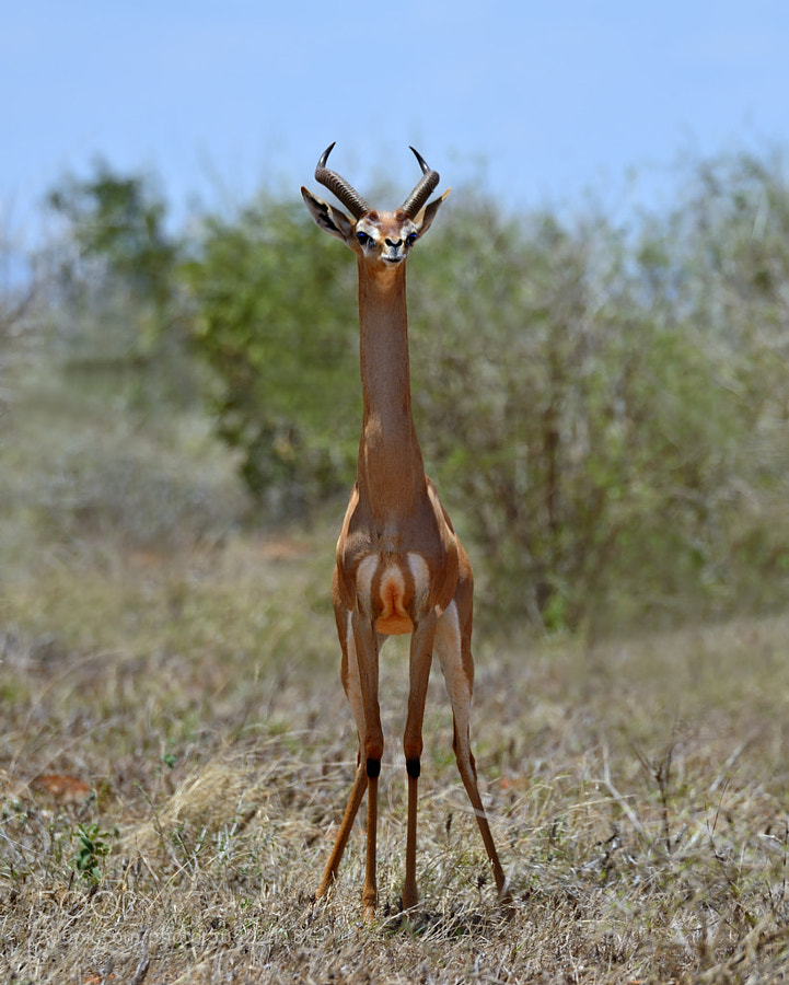 weird animals -Photograph Gerenuk by Tony Beck on 500px