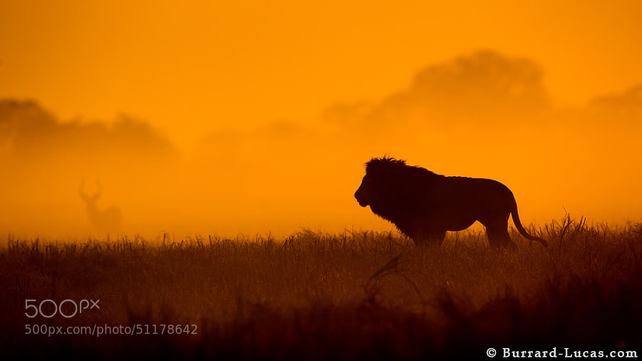 Photograph Lion of Busanga by Will Burrard-Lucas on 500px