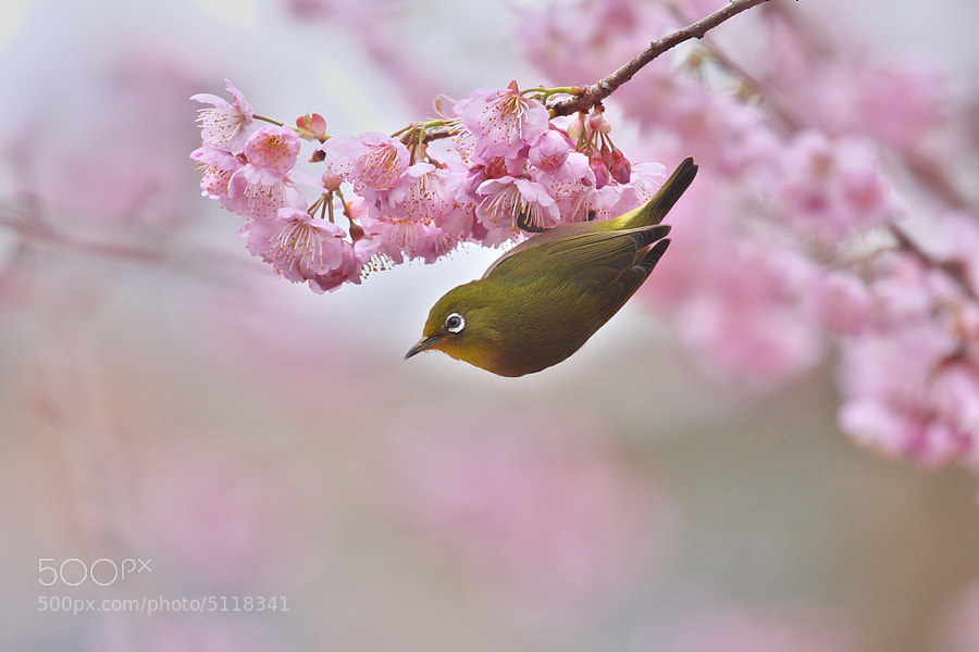 Photograph Spring has come by Kaz Watanabe on 500px