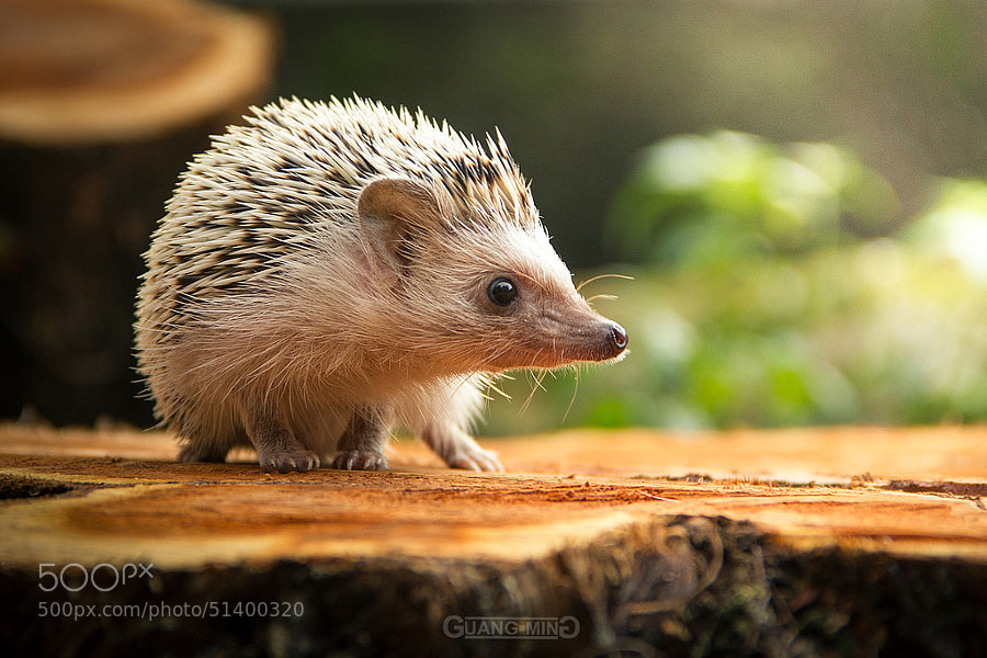 Photograph HedgeHog by Bryan Yong on 500px
