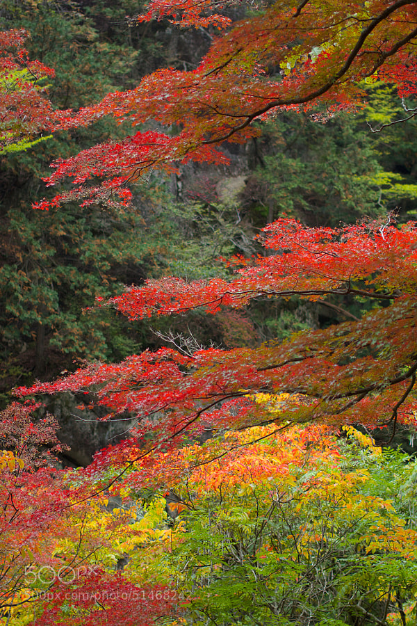 SHOSENKYO_Ravine in the autumn of 2013 by masayuki_ij on 500px.com