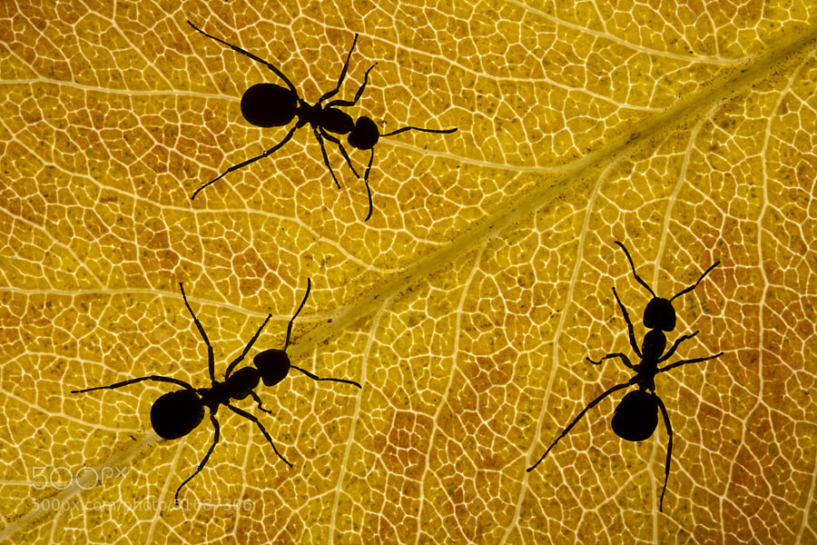 Photograph Ants silhouette by Barni Buslig on 500px