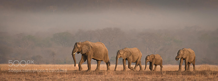Photograph A Family Outing by Peter O'Hara on 500px