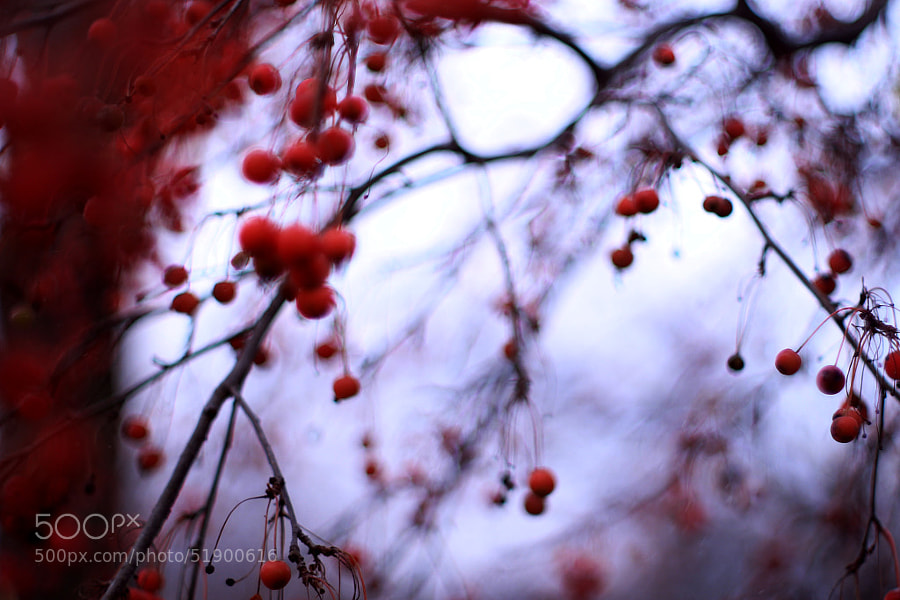 Crab Apple Tree in November (1) by Jeff Carter on 500px.com