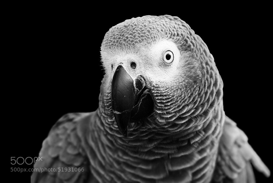 Photograph African Gray by cherylorraine smith on 500px