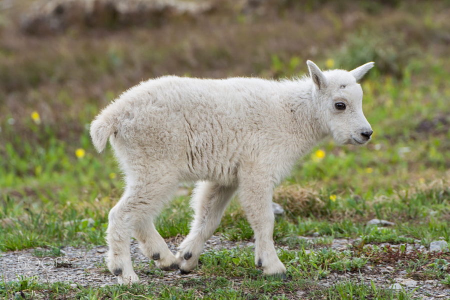 Photograph Baby Mountain Goat by Marc Poutre on 500px