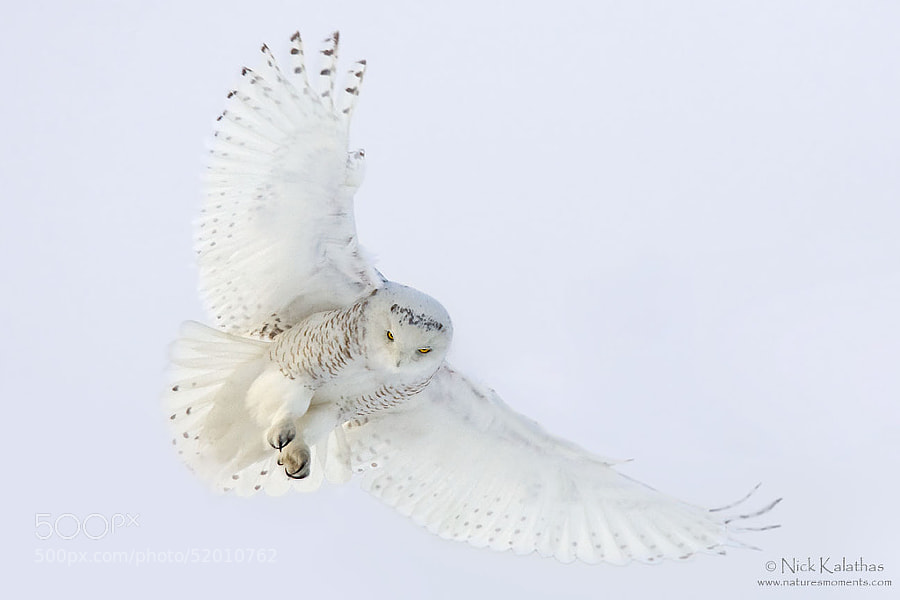 Photograph Snowy Owl by Nick Kalathas on 500px
