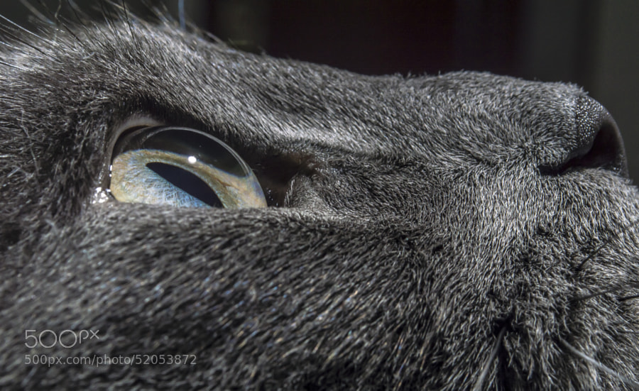 Photograph Sharp cat by Camilo Sánchez on 500px