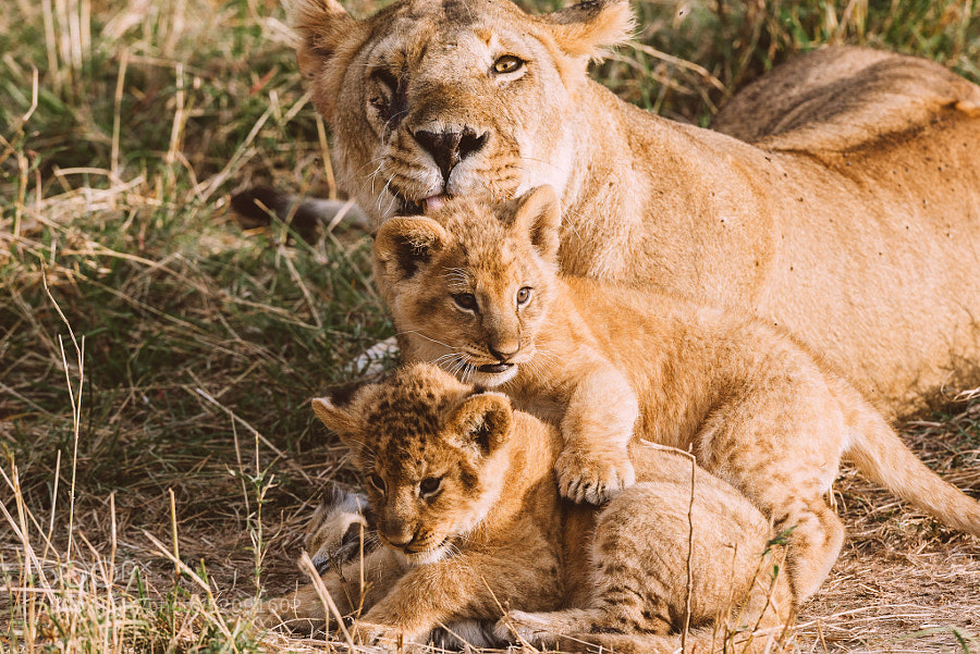 Photograph Lion Family Portrait by Jesse Pafundi on 500px