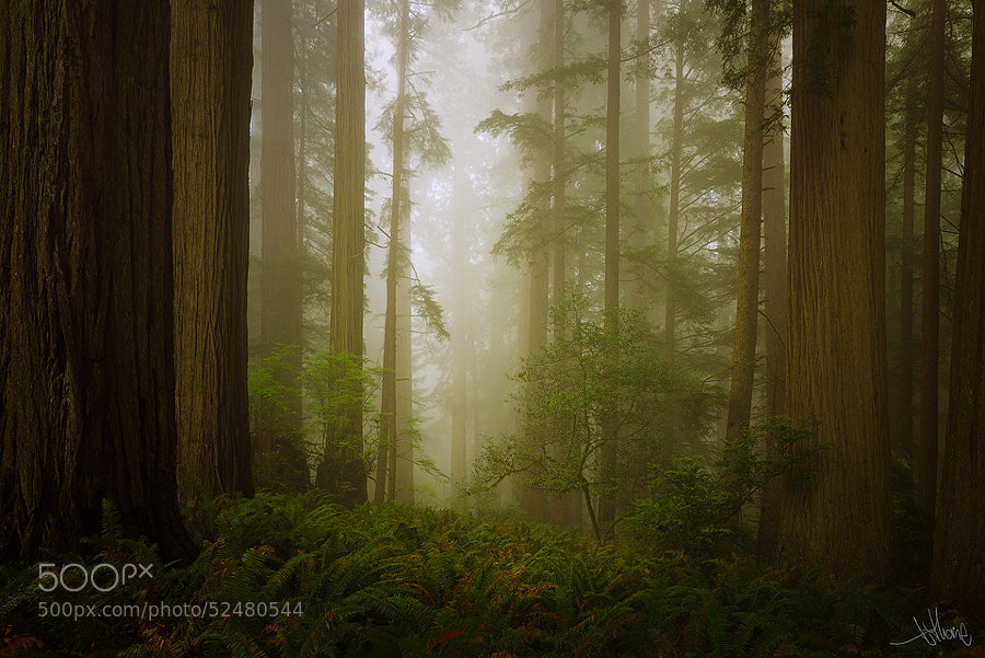 Photograph Endor Redwoods by TJ "TJ Thorne" Thorne on 500px