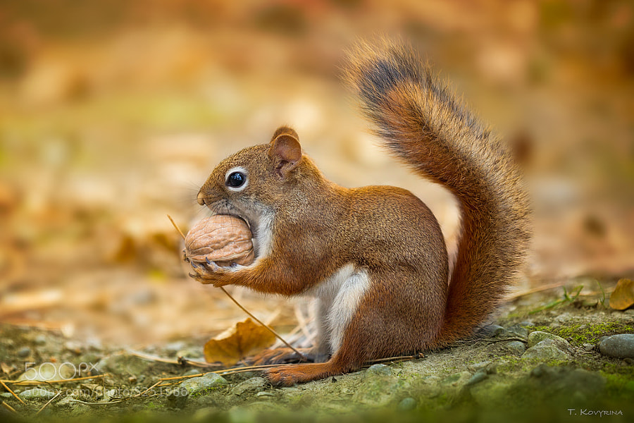 Photograph Little Squirrel by Tetyana Kovyrina on 500px