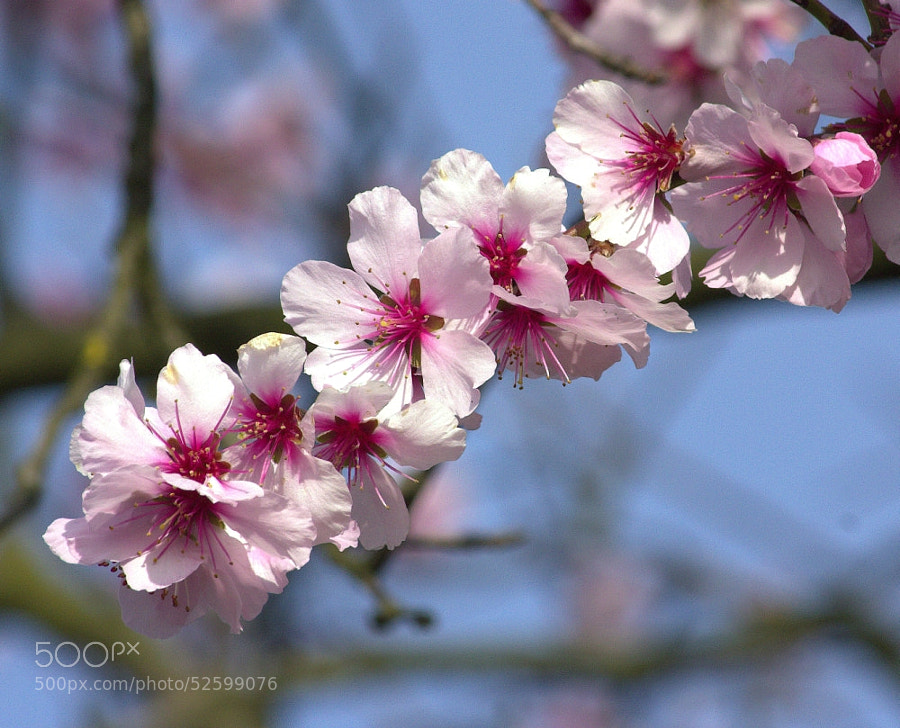 Photograph Cherry Blossom by Chrissie Barrow on 500px