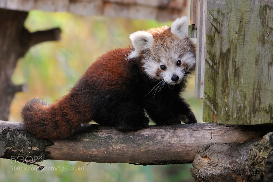 cute red pandas -Photograph Curious Red Panda Baby by Josef Gelernter on 500px